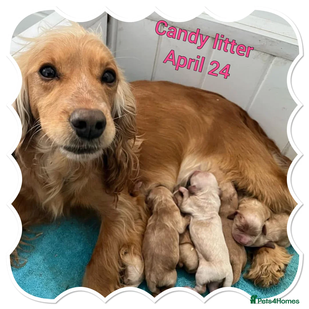 Miniature Poodle dogs for stud: mintiure poodle stud only kc health tested in Ely - Advert 5