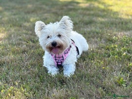 West Highland Terrier dogs West Highland Terriers - Ready To Leave In 1 week - Advert 4