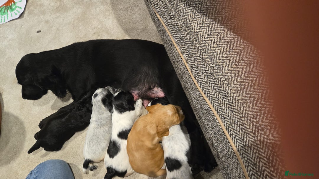 Cocker Spaniel dogs for sale: 🐾 Working Cocker Spaniel Puppies for Sale £800  - Image 33