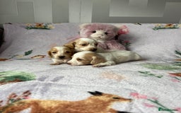 Miniature Dachshund dogs for sale: KC registered longhair Piebald puppies  - Image 9