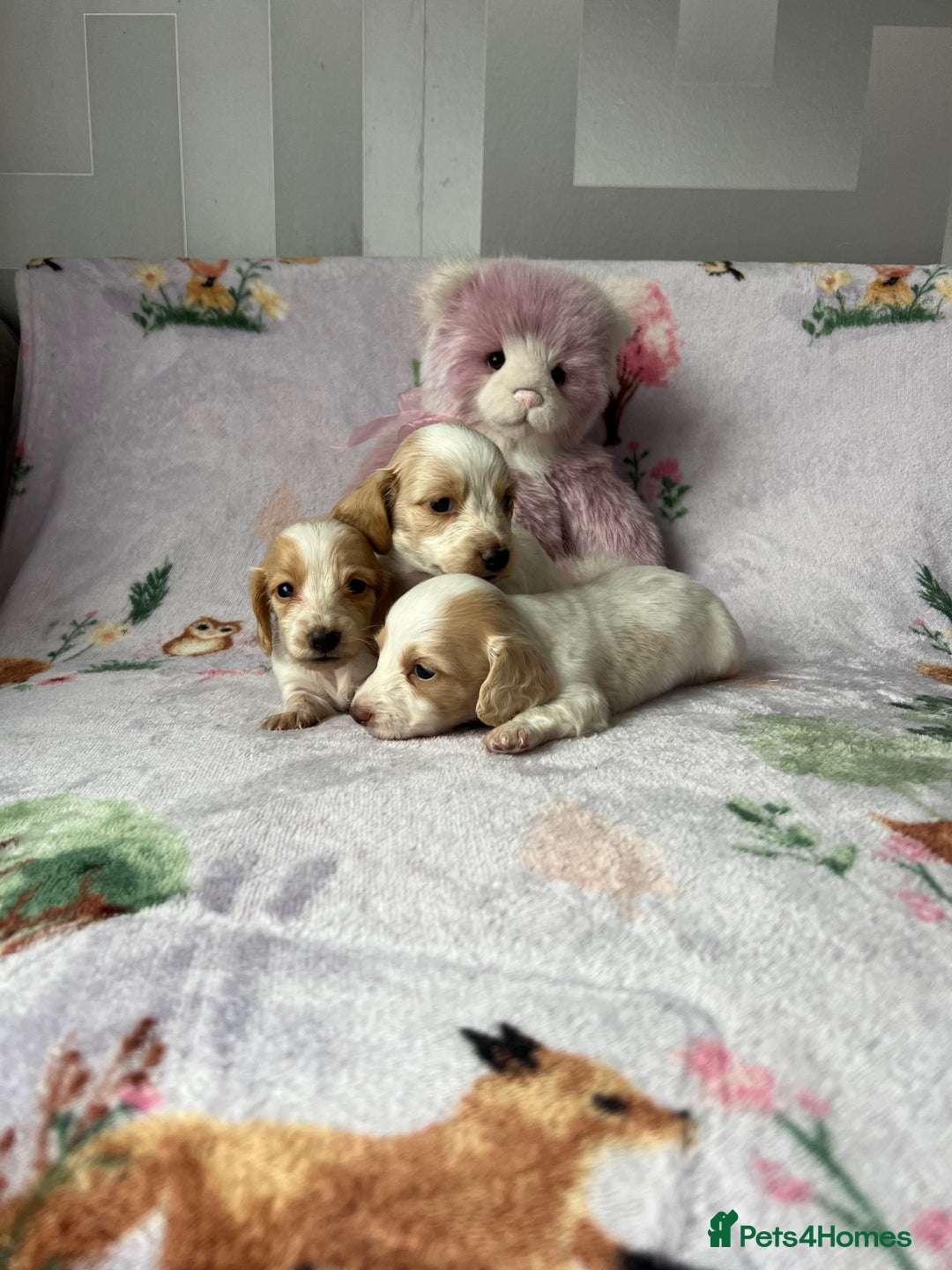 Miniature Dachshund dogs for sale: KC registered longhair Piebald puppies  - Image 9