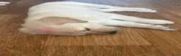 Golden Retriever dogs for sale: Pure Gentle Golden Retriever puppies  - Advert 11