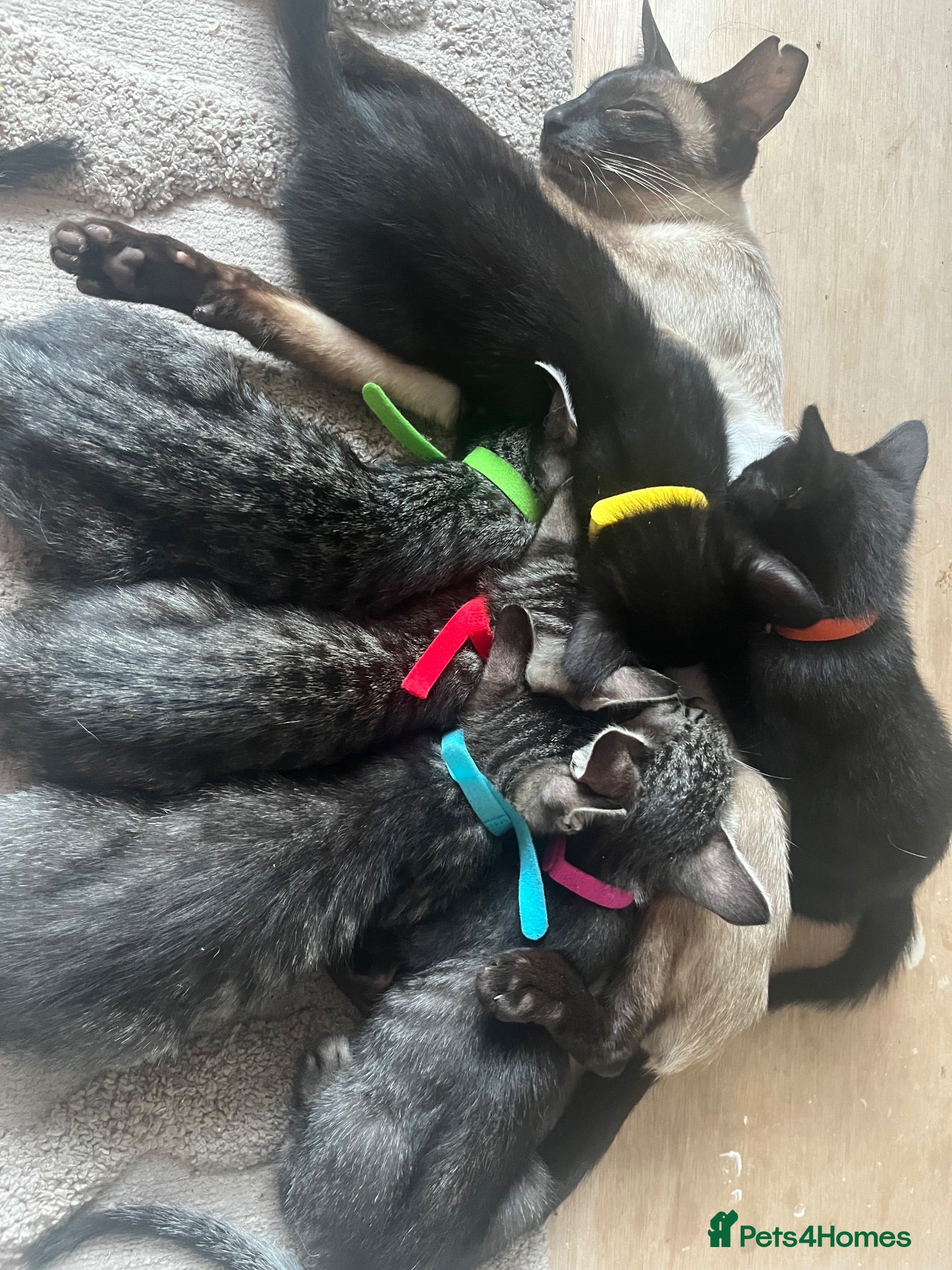 Mixed Breed cats Siamese cross  - Advert 1
