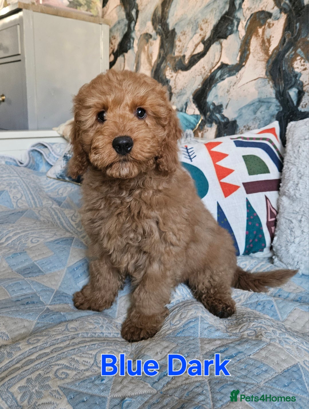 Cockapoo dogs for sale: Cockapoo - Advert 13