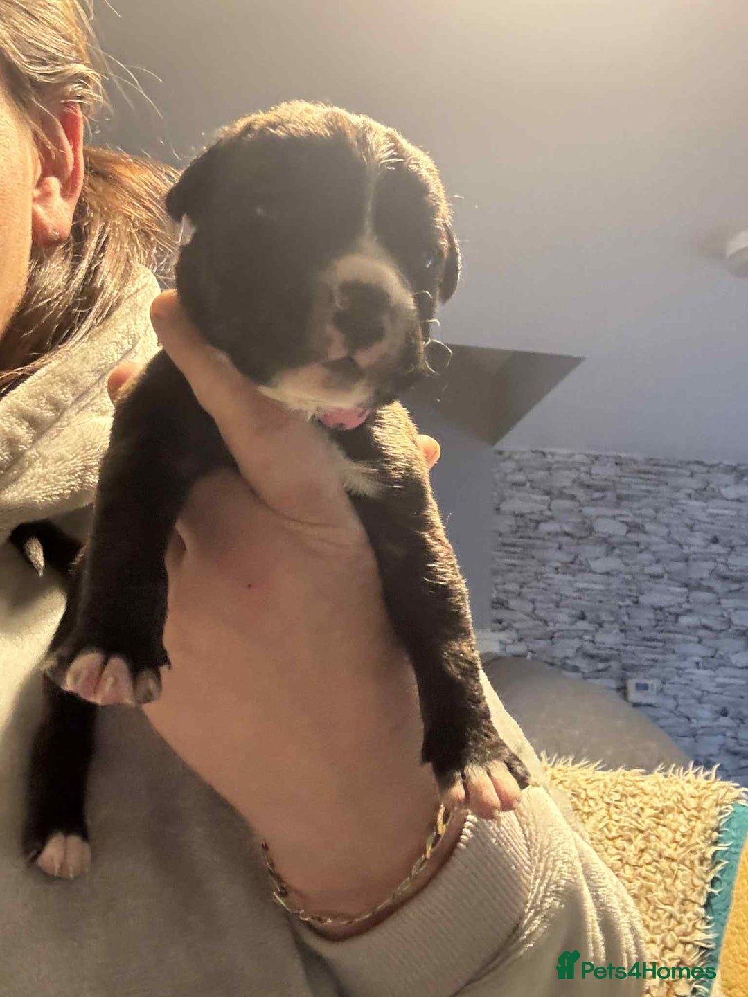 Mixed Breed dogs for sale: Cane corso puppys - Advert 35