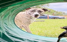 Mixed Breed dogs for sale: Bears looking for a loving new home - Image 8