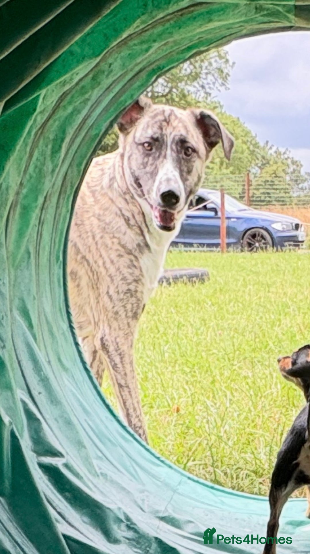 Mixed Breed dogs for sale: Bears looking for a loving new home - Image 8