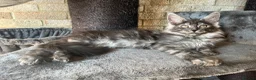 Maine Coon cats for sale: Pure Breed Maine Coon Kittens - Advert 3