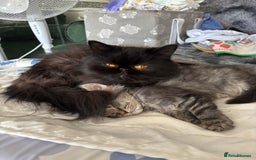 Persian cats for sale: Last Kitten Available! Persian silver black female - Image 27