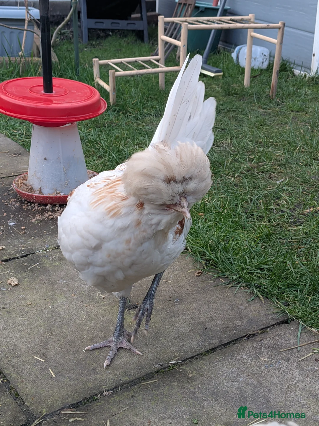 Chickens poultry for sale: Polish cockerels  - Advert 2