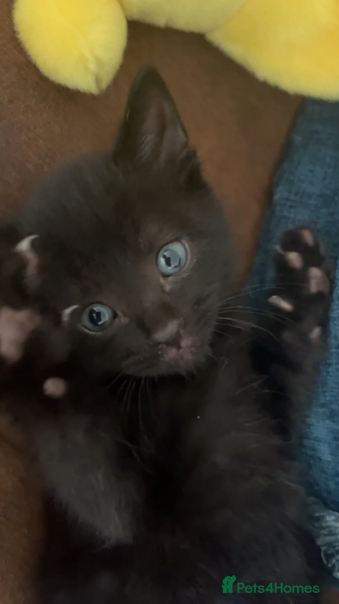 Mixed Breed cats for sale: 2 boys one girl for sale - Advert 2