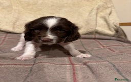 Sprocker dogs for sale: Sprocker Spaniel Puppies  - Image 7