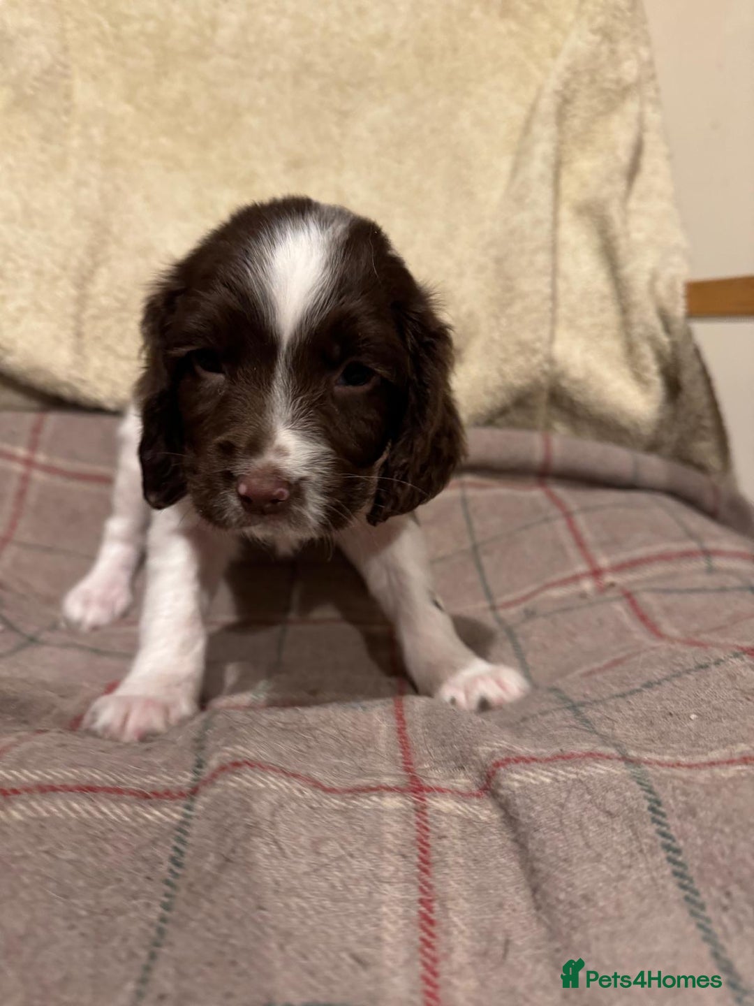 Sprocker dogs for sale: Sprocker Spaniel Puppies  - Image 7