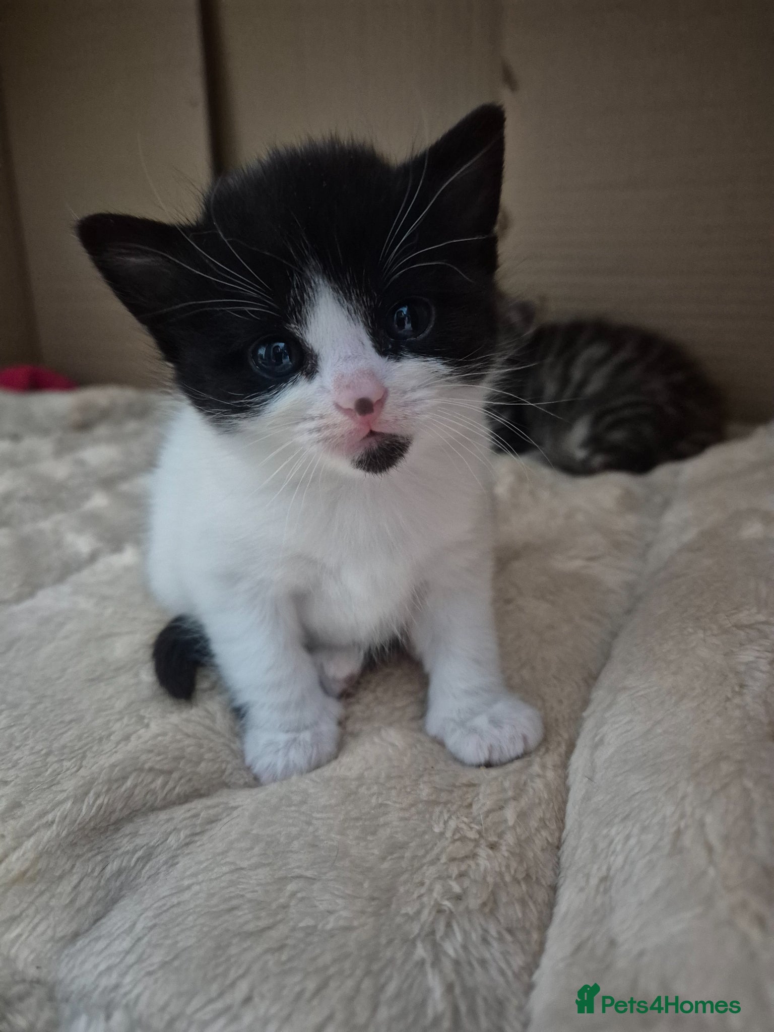 Mixed Breed cats mixed breed kittens - Advert 18