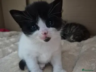 Mixed Breed cats mixed breed kittens - Advert 18