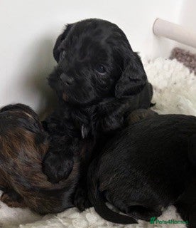 Cavapoo dogs Teddy Bear F1 Cavapoo puppies - Advert 3