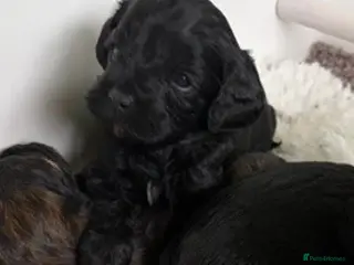 Cavapoo dogs Teddy Bear F1 Cavapoo puppies - Advert 3