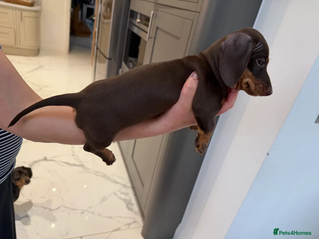 Miniature Dachshund dogs for sale: Miniature dachshund puppies - Advert 8