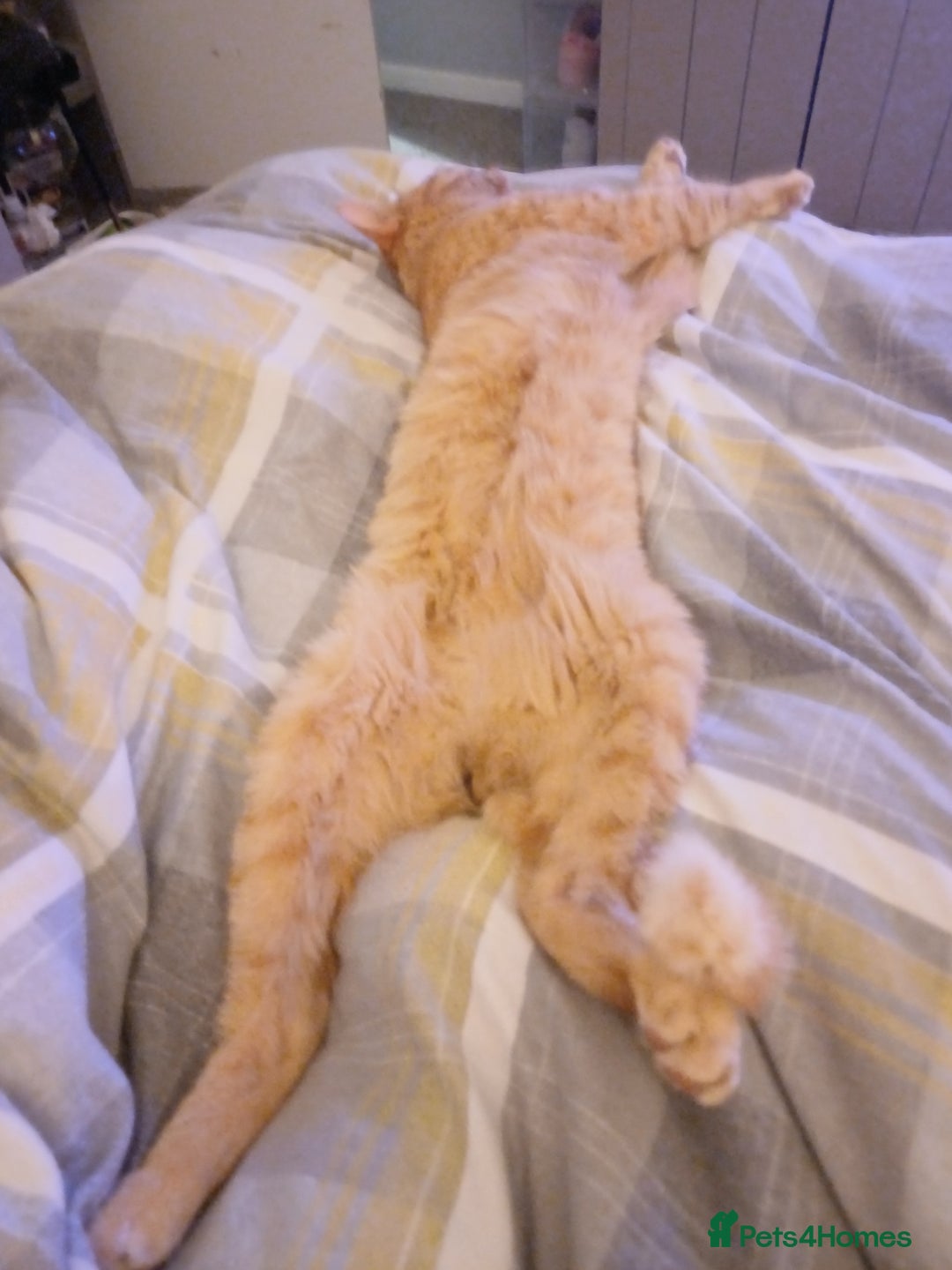 Mixed Breed cats for sale: Male ginger kitten 7 months old - Image 8