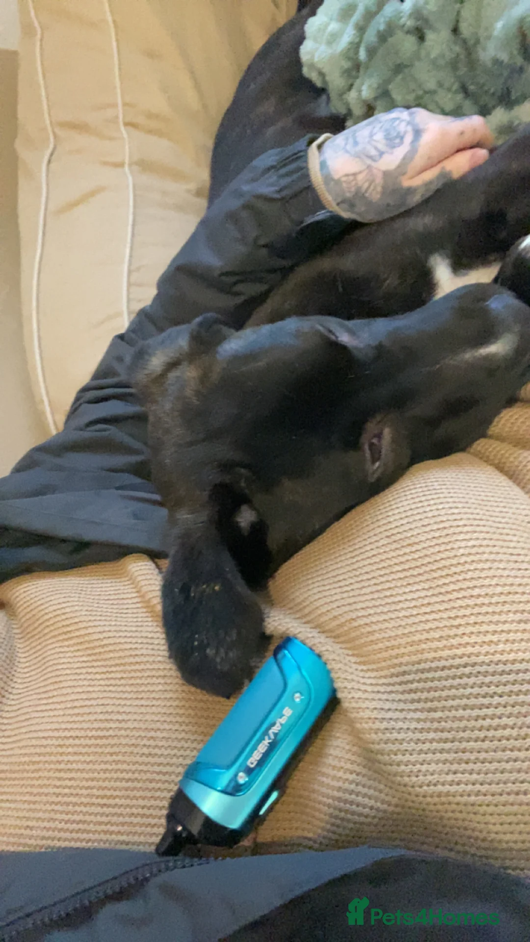 Mixed Breed dogs for sale: Cane corso x lurcher  - Advert 2