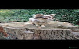 Chihuahua dogs for stud: MARLEY has arrived for stud🏆 k.c merle boy - Image 4