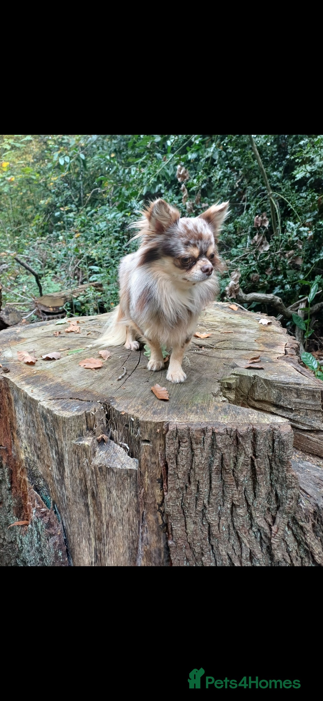 Chihuahua dogs for stud: MARLEY has arrived for stud🏆 k.c merle boy - Image 4