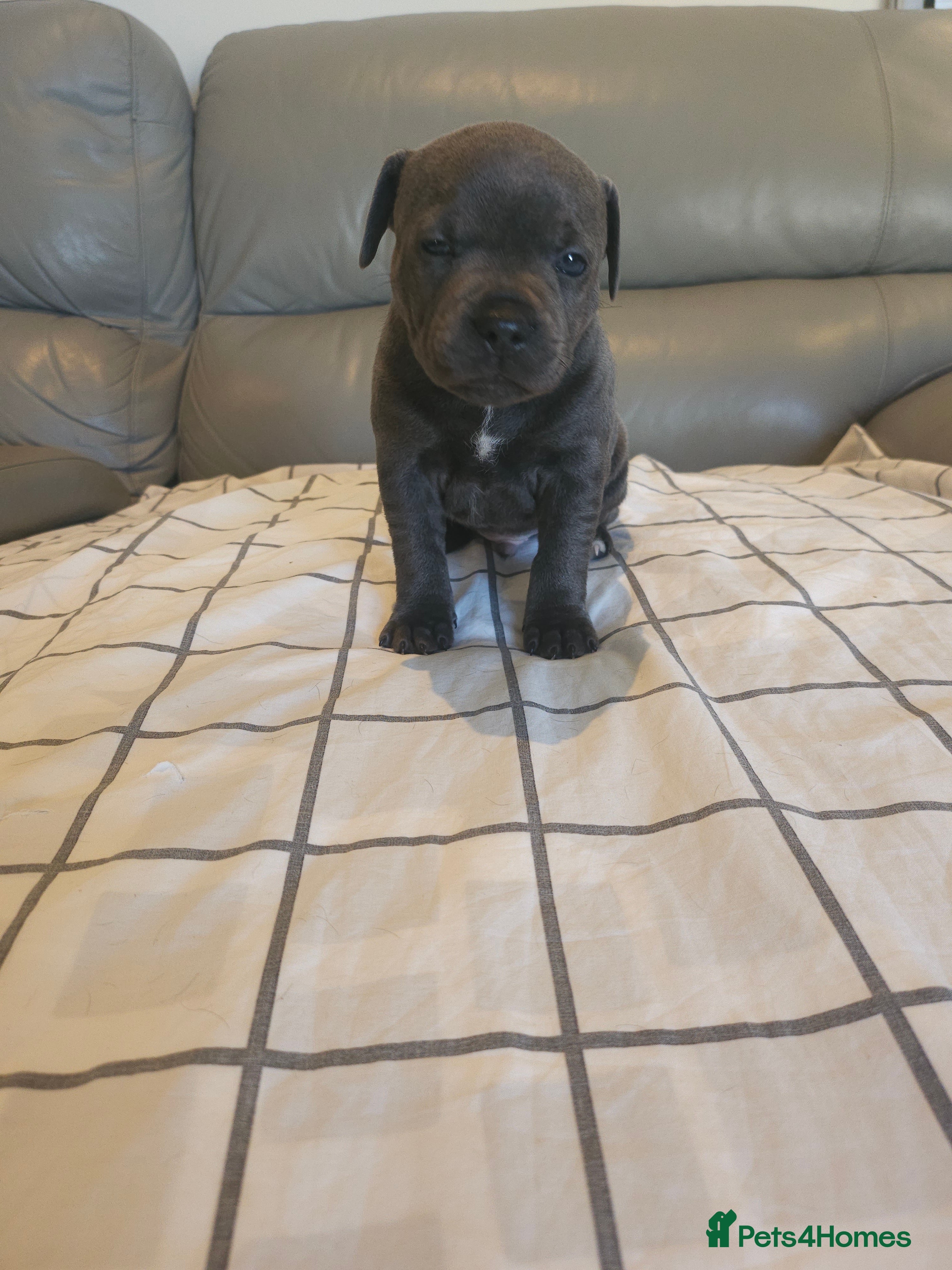 Staffordshire Bull Terrier dogs Staffordshire Bull Terrier Puppies for sale - Advert 1