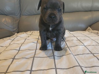 Staffordshire Bull Terrier dogs Staffordshire Bull Terrier Puppies for sale - Advert 1
