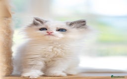 Ragdoll cats for sale: Tica Pedigree Ragdoll girl for Pet Home only  - Image 6