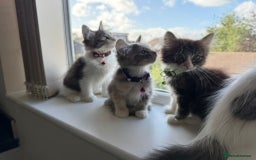 Mixed Breed cats for sale: Adorable Ragdoll and Norwegian Forest Kittens - Image 16