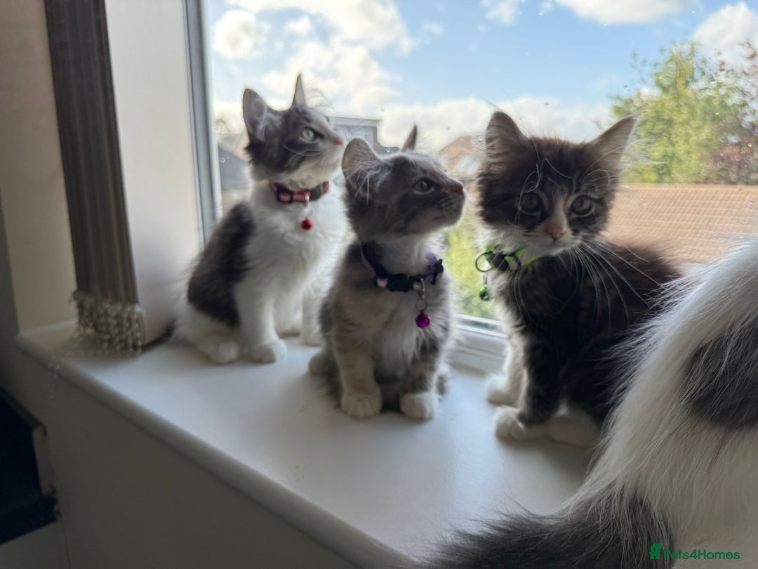 Mixed Breed cats for sale: Adorable Ragdoll and Norwegian Forest Kittens - Image 16