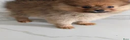 Pomeranian dogs for sale: 2 girl - Advert 6