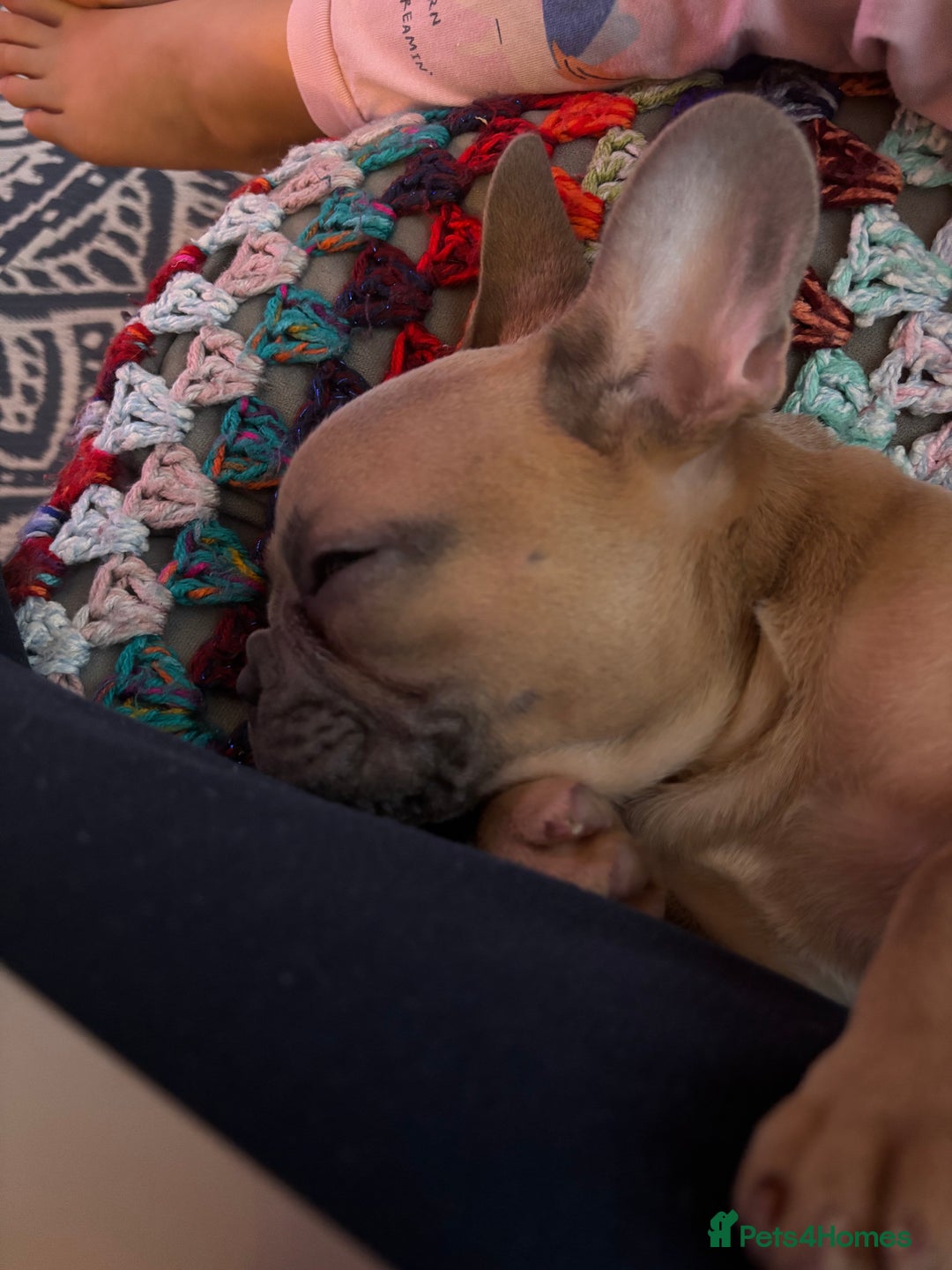 French Bulldog dogs for sale: Beautiful Frenchie Puppy Looking For Loving Home - Advert 7