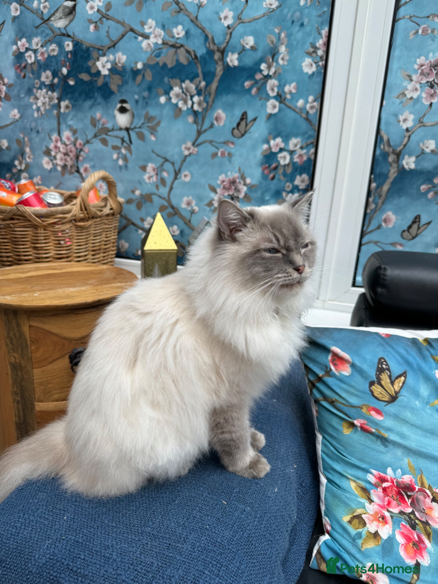 Ragdoll cats for sale: Stunning 1/2 ragdoll babies.  - Advert 13
