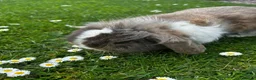 Mixed Breed rabbits for sale: Lion head and mini lop baby rabbits - Advert 18