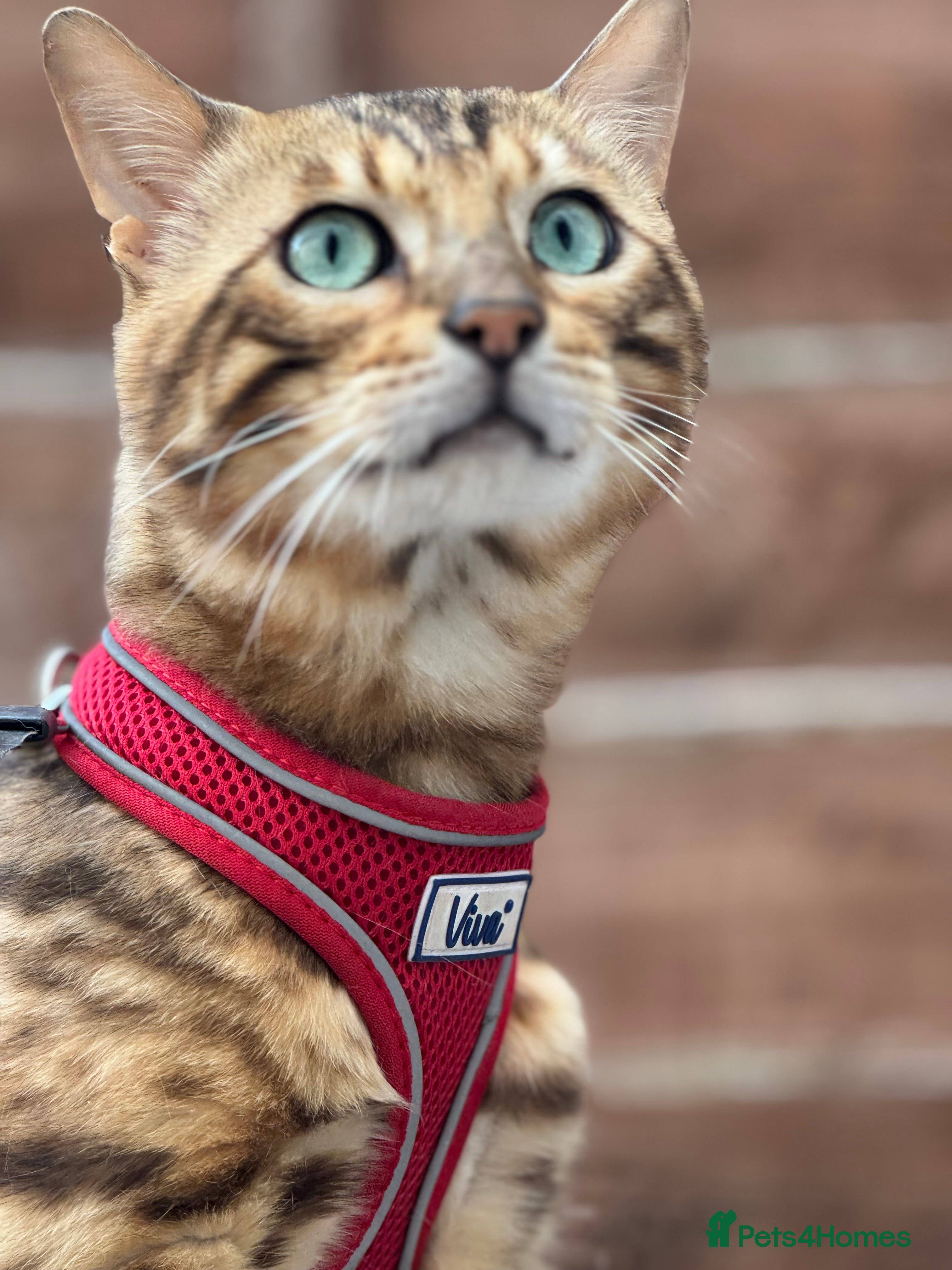 Bengal cats Amazing Active Brown boy TICA register STUD in Croydon - Advert 7