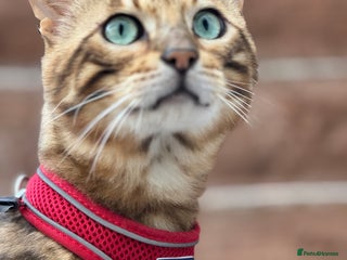 Bengal cats in Croydon - Advert 1