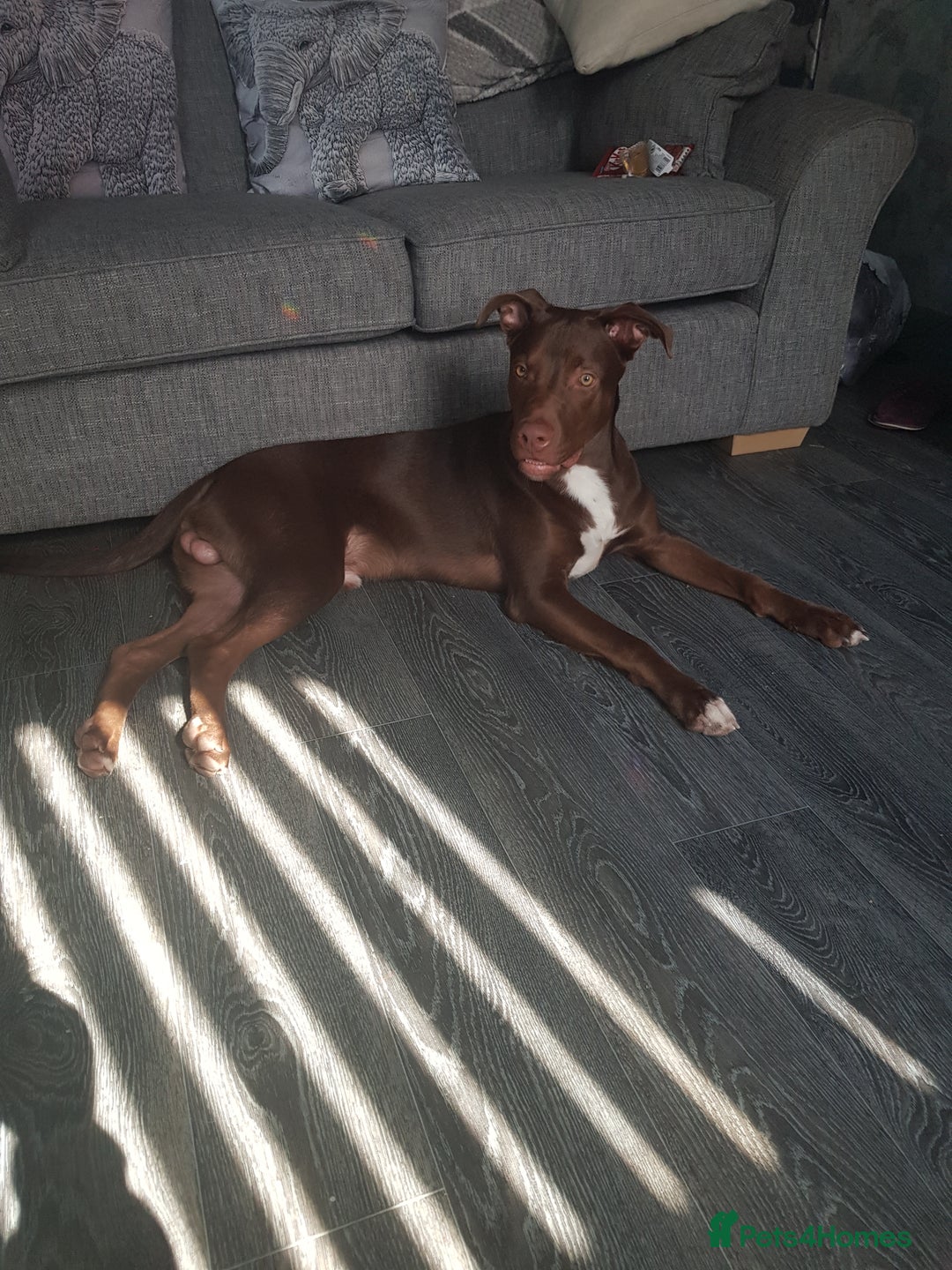 Mixed Breed dogs for sale: Xl,staffy,collie mix boy 7 months - Image 2