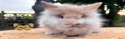 Lionhead rabbits for sale: Fully Vaccinated Lionheads Ready Now  - Advert 8