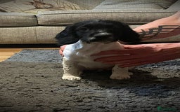 English Springer Spaniel dogs for sale:  Bw Springer spaniel puppies  - Advert 13