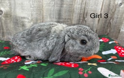Mini Lop rabbits for sale: Mini lop baby rabbits for sale - Image 4