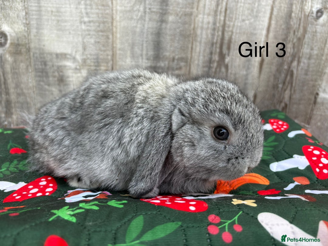 Mini Lop rabbits for sale: Mini lop baby rabbits for sale - Image 4