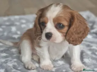 Cavalier King Charles Spaniel dogs Cavalier King Charlies - Advert 10