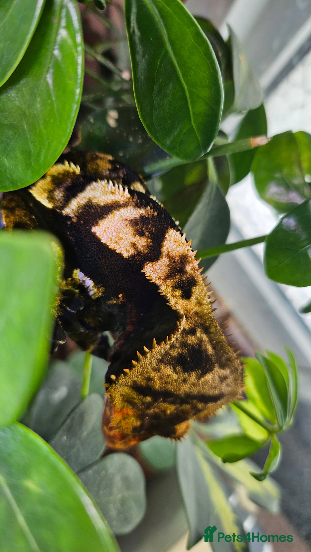 Gecko reptiles for sale: Harlequin Male Gecko  - Advert 2