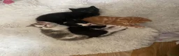 Mixed Breed cats for sale: Little kittens  in Basildon - Advert 11