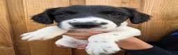 Mixed Breed dogs for sale: Bedlington whippet x springer spaniel puppys - Advert 1
