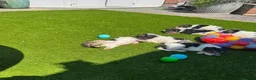 Fox Terrier dogs for sale: Energetic Fox Terrier Explorer Ready for Adventure in Brighton - Advert 2