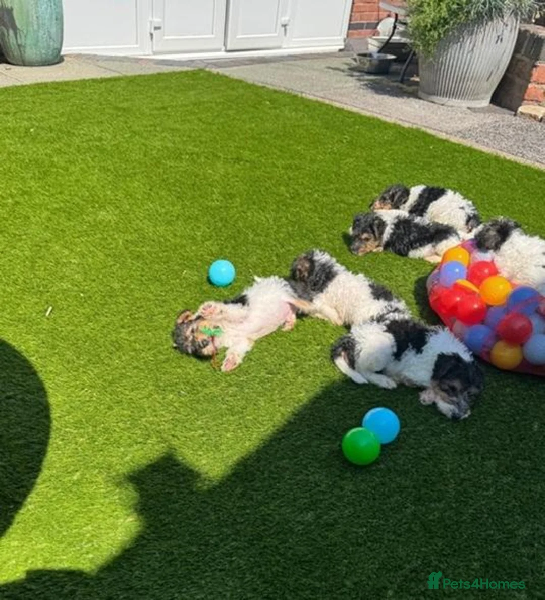 Fox Terrier dogs for sale: Energetic Fox Terrier Explorer Ready for Adventure in Brighton - Advert 2