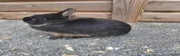 Netherland Dwarf rabbits for sale: Various netherland dwarf kits and adult proven  - Advert 5