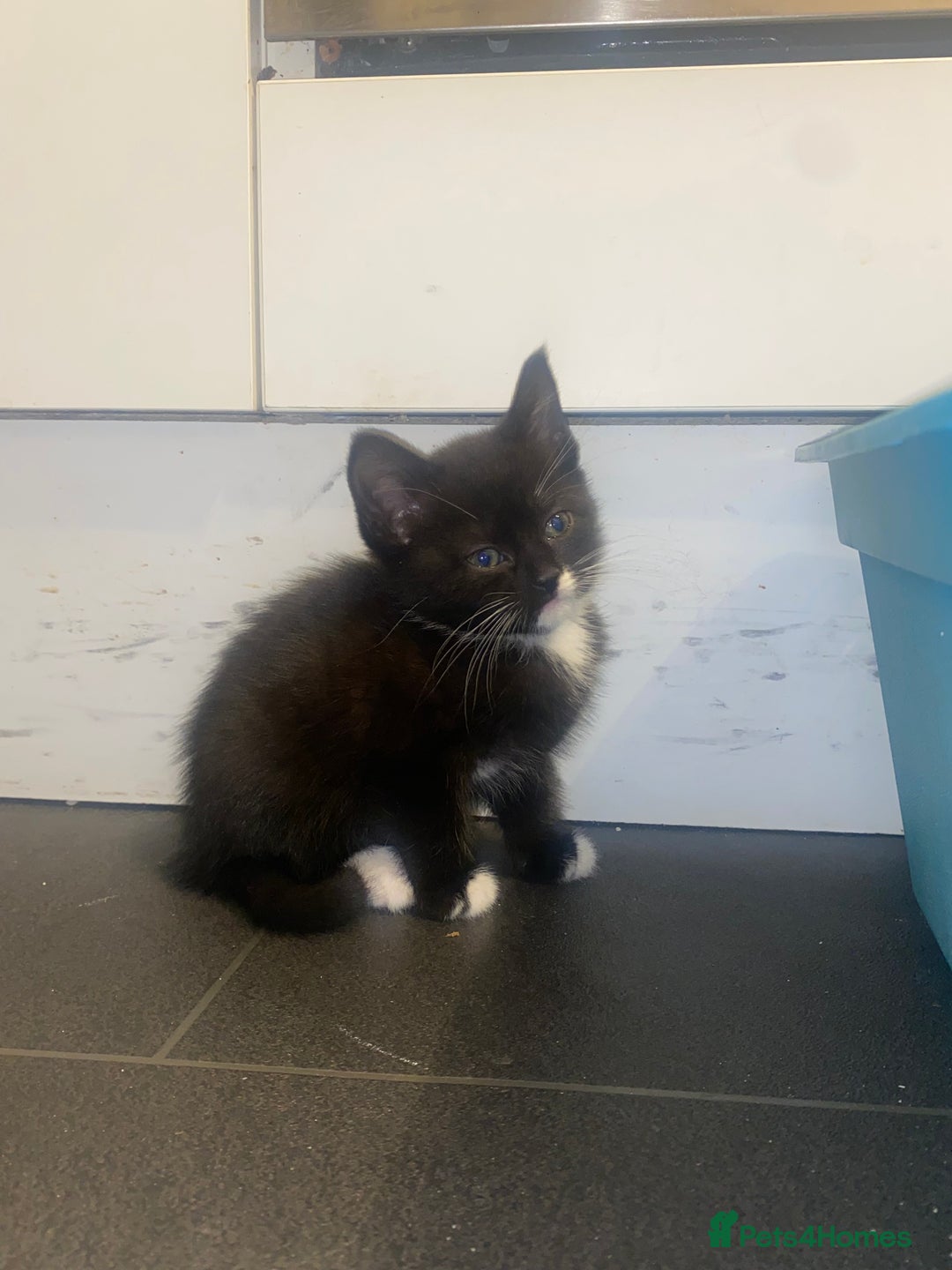 Mixed Breed cats for sale: 4 Black + Black and white kittens for sale! - Image 3